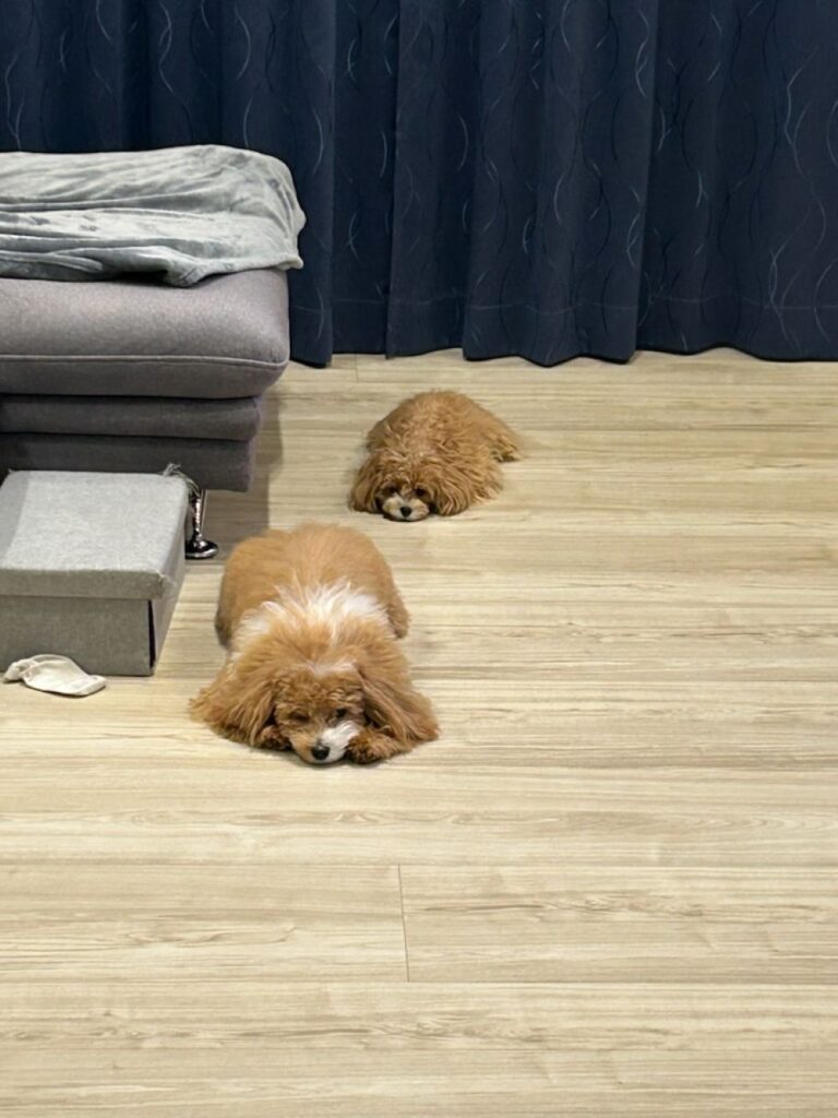 普段の様子③（＠ponta1212puta320さんより提供）