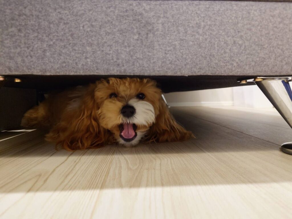 【実際の写真】愛犬の様子