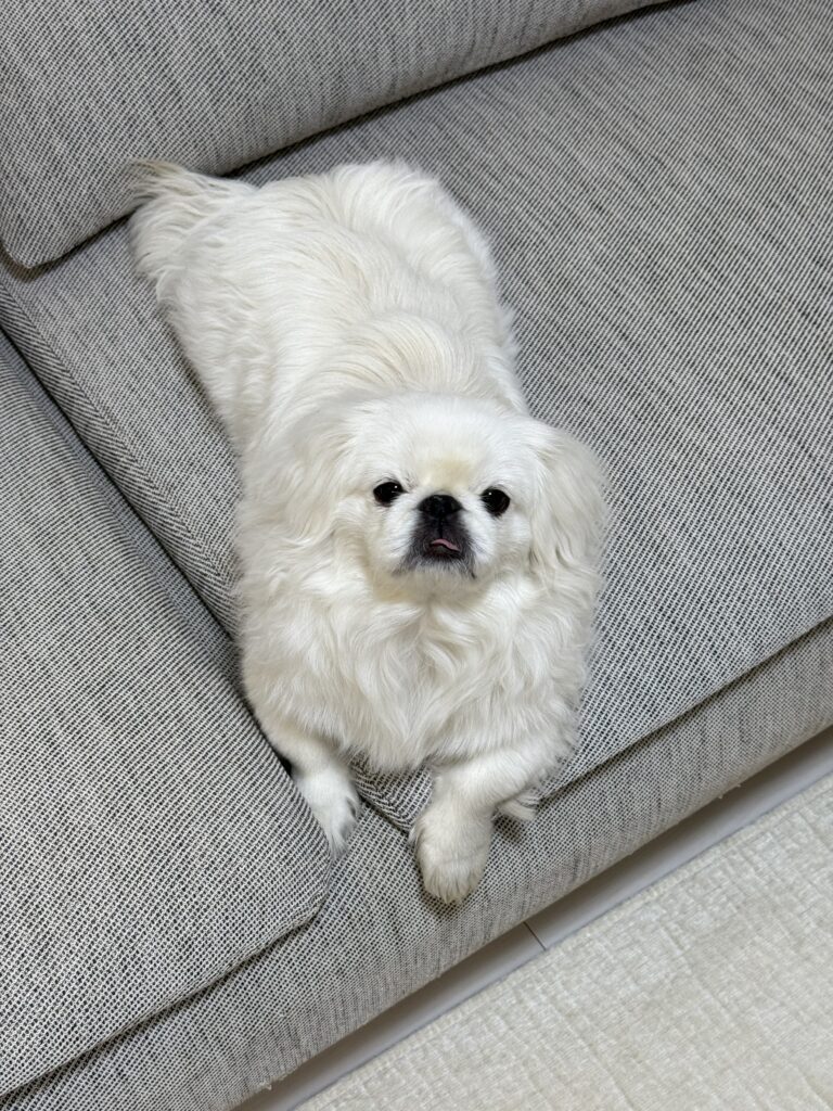 普段のムムちゃん③（＠uonome_itaiさんより提供）