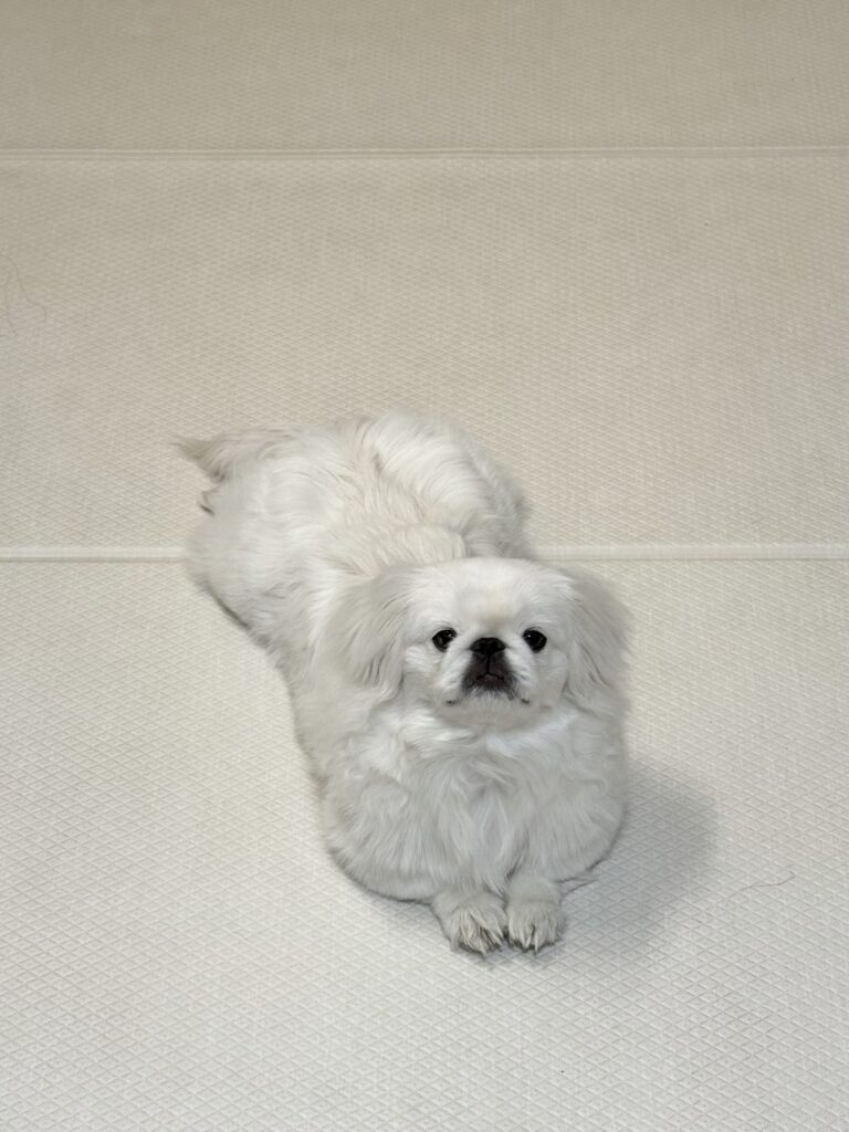 普段のムムちゃん②（＠uonome_itaiさんより提供）