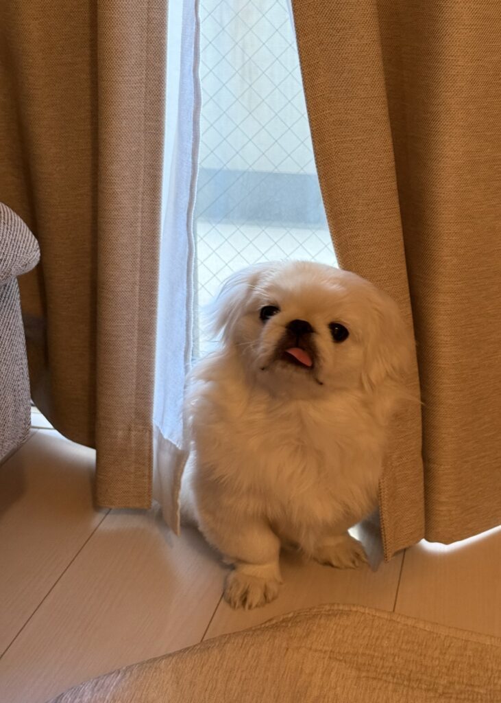 普段のムムちゃん①（＠uonome_itaiさんより提供）