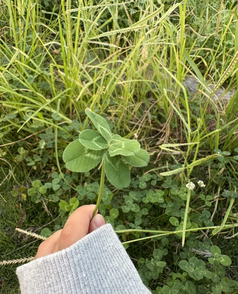 見つけた八つ葉④（＠chifuu31さんより提供）