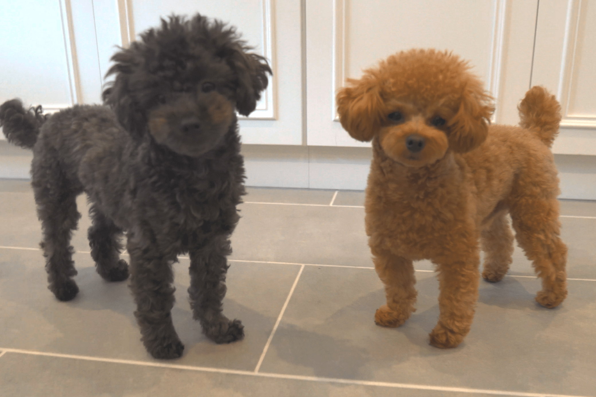 2匹のトイプードルがトリミングに行った結果…飼い主も大爆笑なイメチェンに「なんなんだこれw」「アニメみたいw」「このカット絶対流行る」