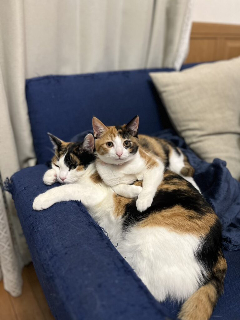 保護されてからの様子⑥（＠t.h.u.s.h.13さんより提供）