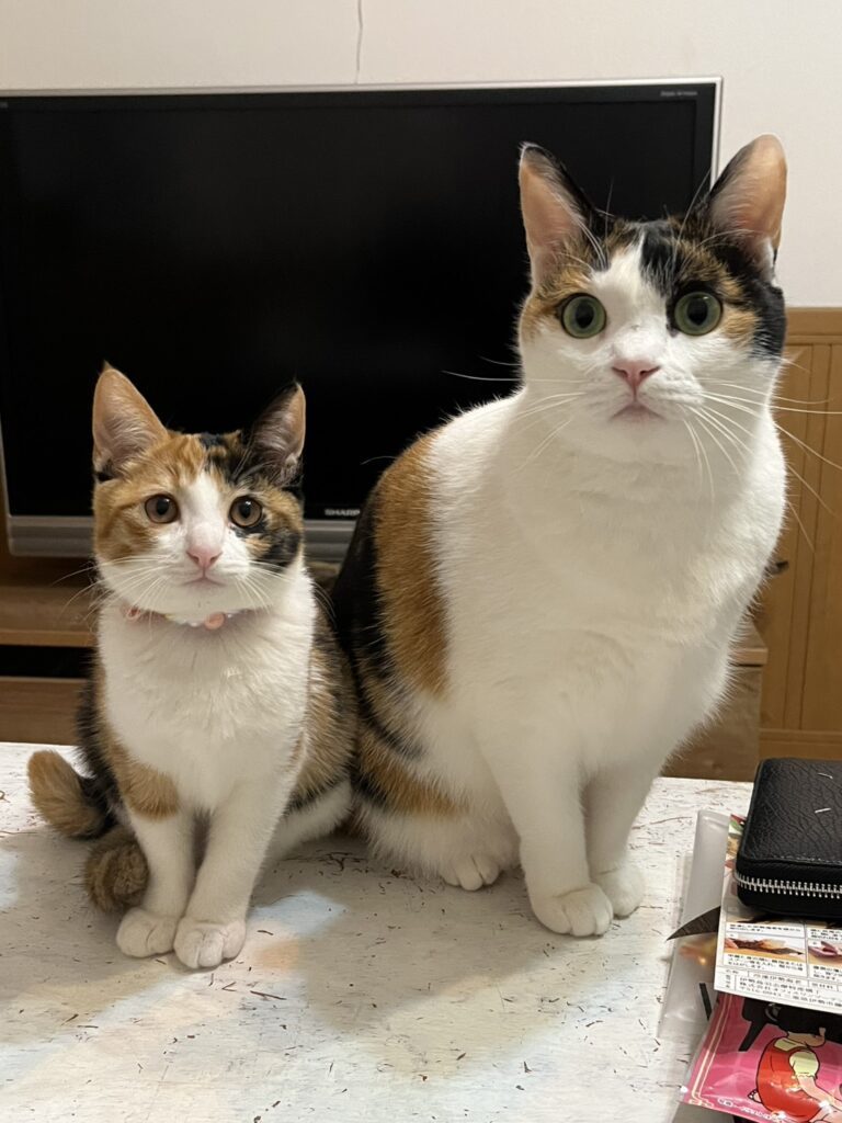 保護されてからの様子⑧（＠t.h.u.s.h.13さんより提供）