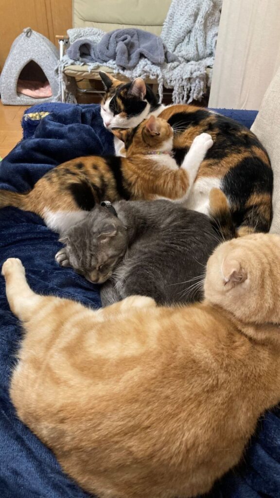 保護されてからの様子⑨（＠t.h.u.s.h.13さんより提供）