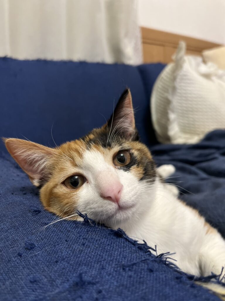 保護されてからの様子⑩（＠t.h.u.s.h.13さんより提供）