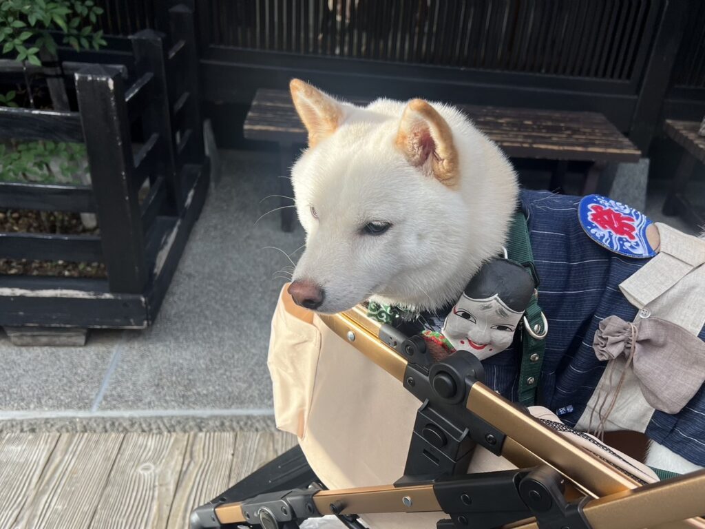 お祭でのこはくくん①（＠gaj259さんより提供）