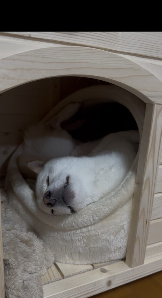 気持ちよさそうなこはくくん（＠gaj259さんより提供）