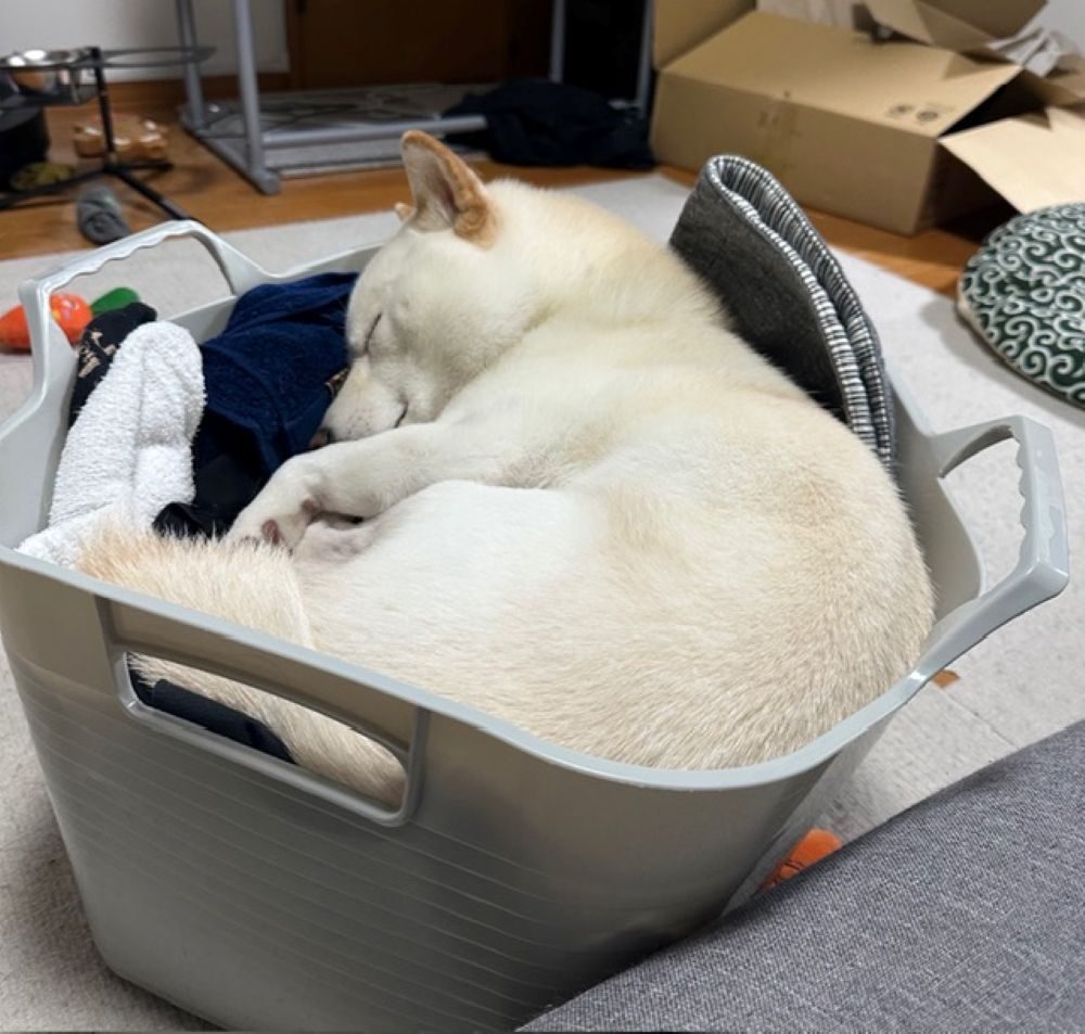 毎回洗濯カゴへ（＠gaj259さんより提供）