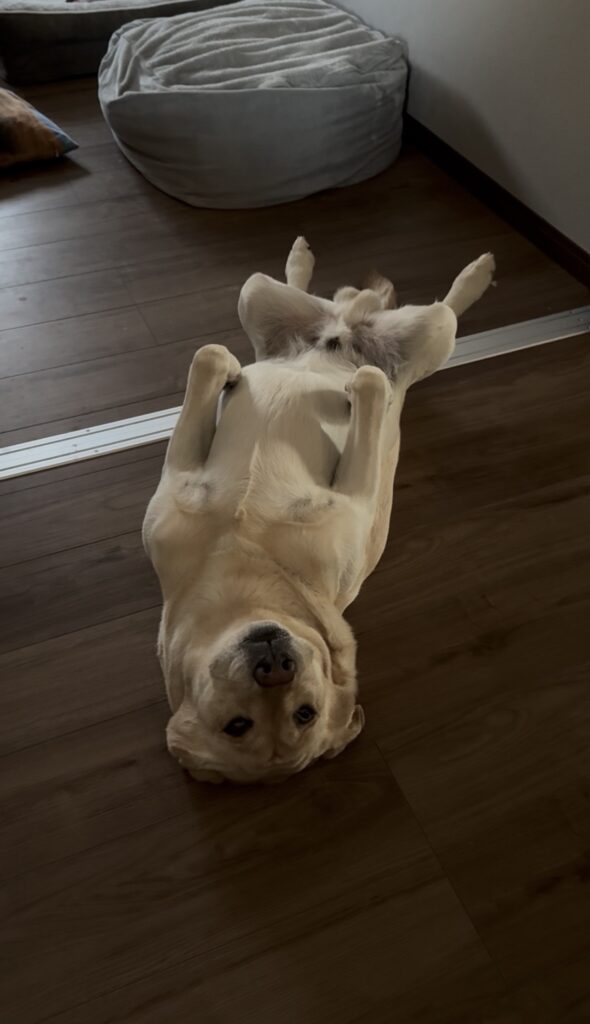 日頃の腹天（＠yunataaan___さんより提供）