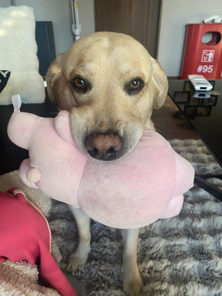 普段の様子②（＠yunataaan___さんより提供）