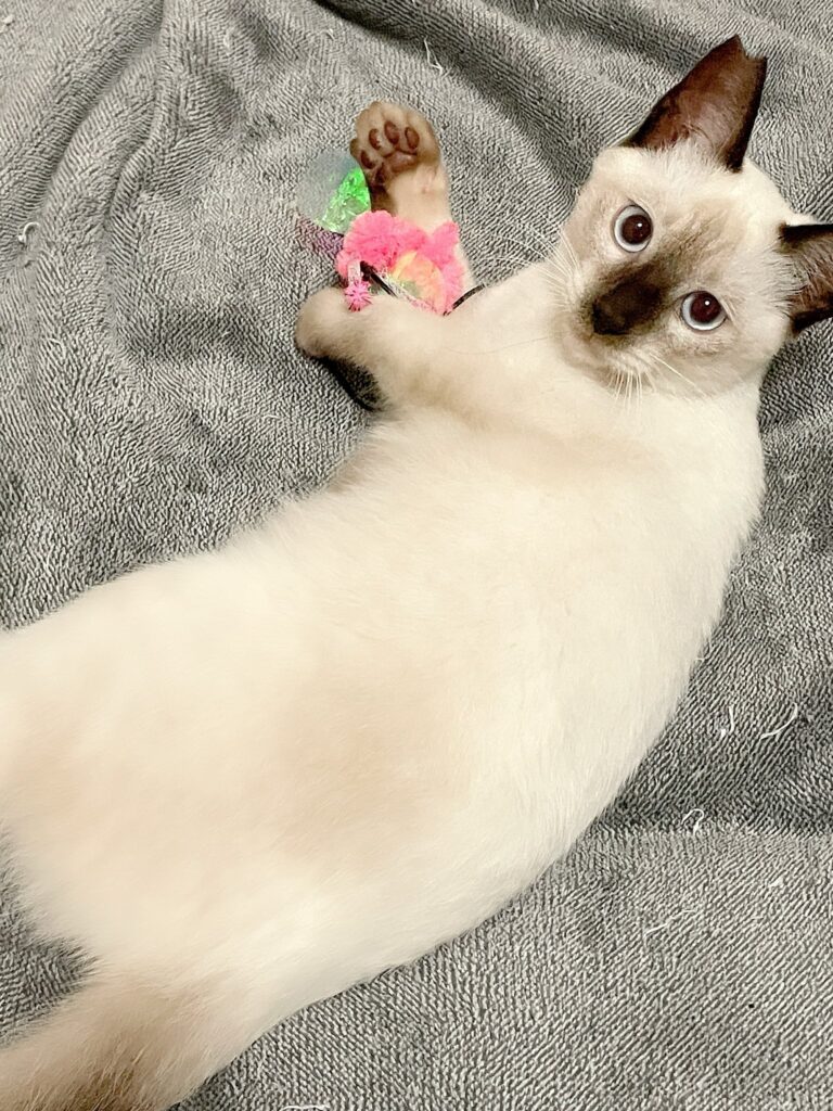 白い毛並みのおもちちゃん②（＠ameperocandyさんより提供）