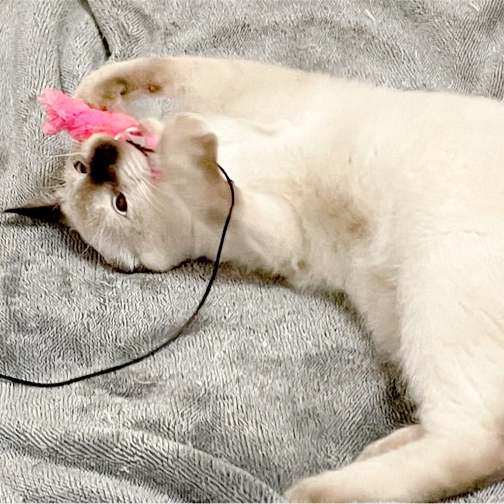 白い毛並みのおもちちゃん③（＠ameperocandyさんより提供）