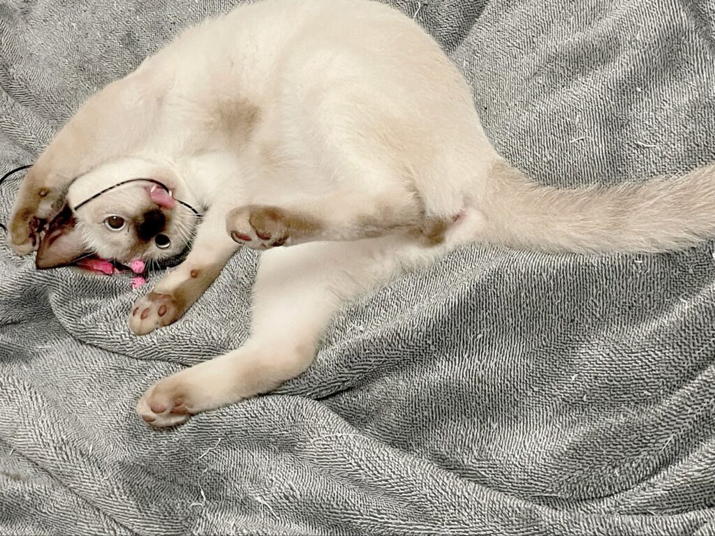 白い毛並みのおもちちゃん④（＠ameperocandyさんより提供）