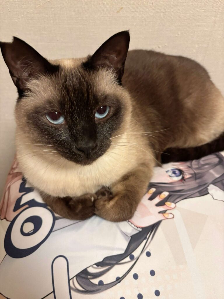 色が変化したおもちちゃん①（＠ameperocandyさんより提供）