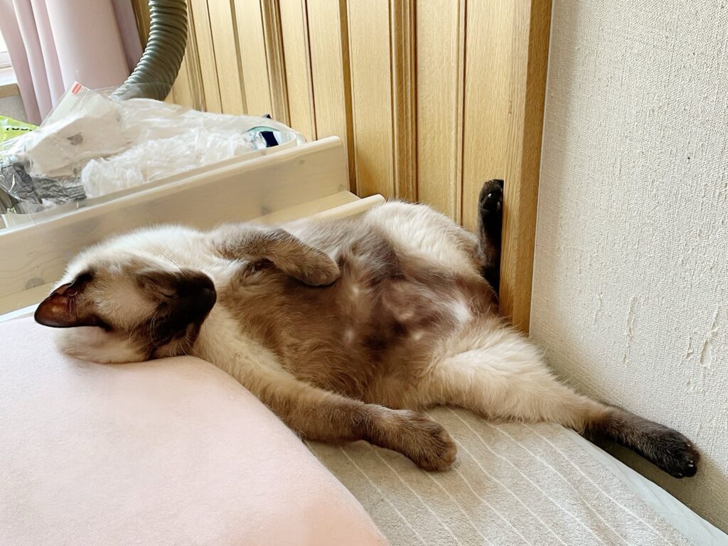 色が変化したおもちちゃん②（＠ameperocandyさんより提供）