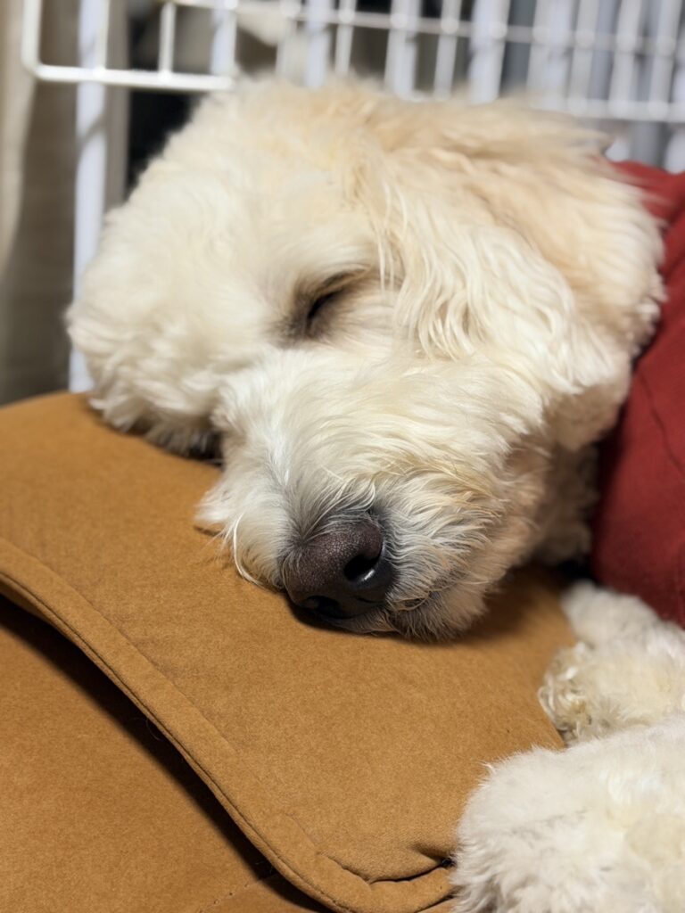 普段のソラくんの様子②（@cocoraysoraさんより提供）