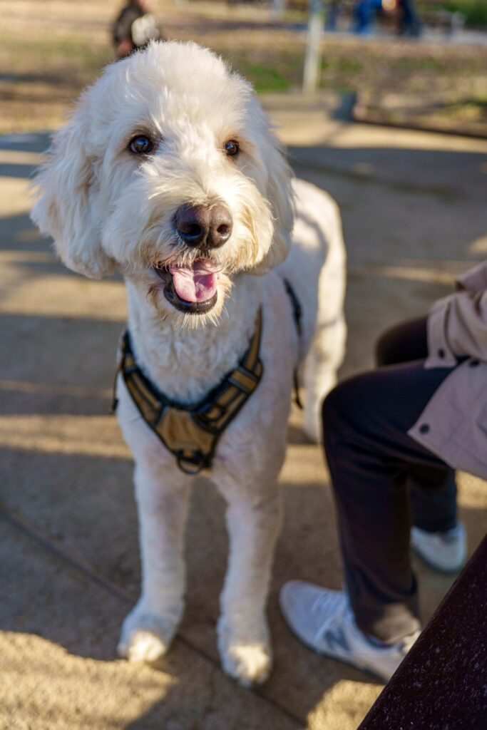 普段のソラくんの様子④（@cocoraysoraさんより提供）