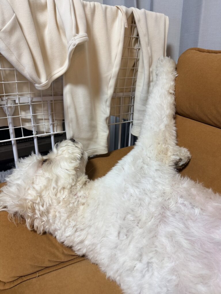 普段のソラくんの様子⑤（@cocoraysoraさんより提供）