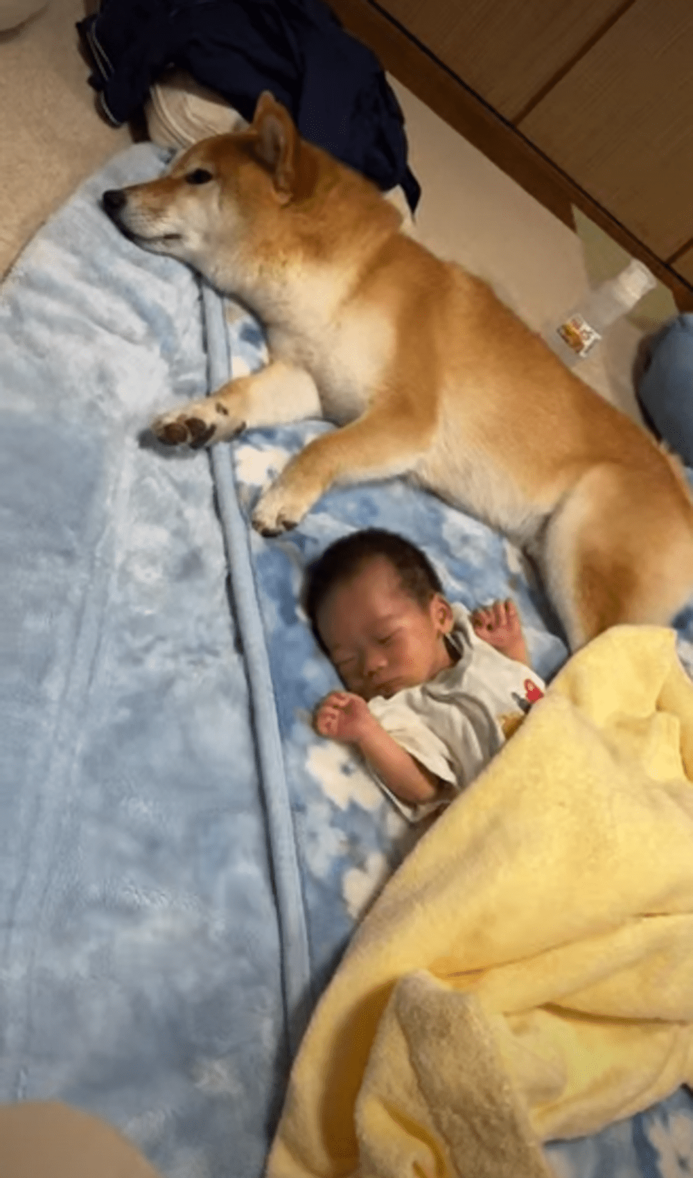 一緒に寝ている赤ちゃんと柴犬　1年半後の姿に「イケメンくん」「たまらん」「お利口さん」