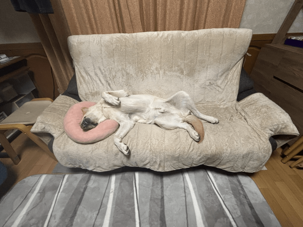 その他のエルくんの写真②（＠eru0902さんより提供）