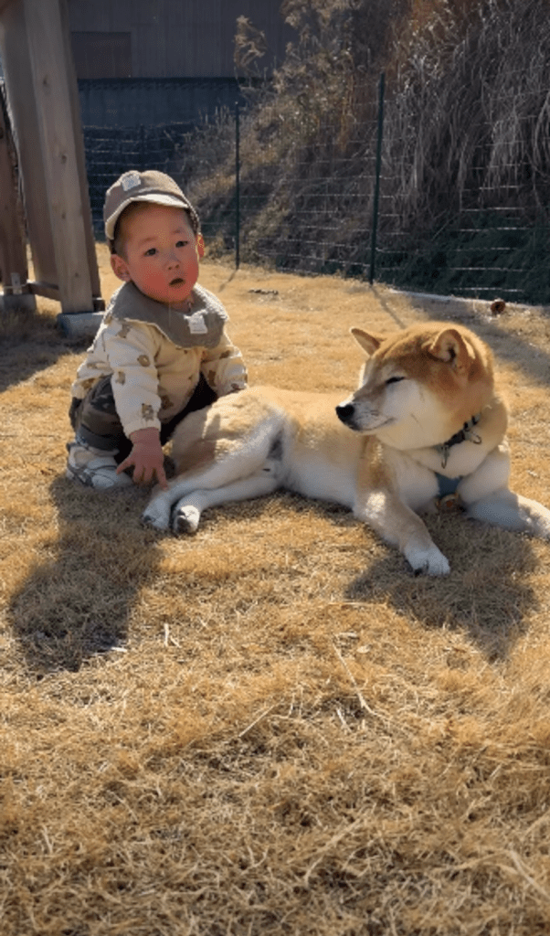 現在の息子さんとおてんとうまるくん③（＠shiba.otenさんより提供）