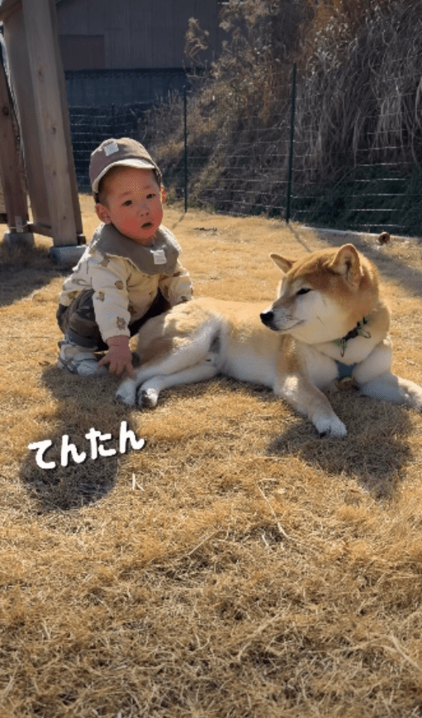 現在の息子さんとおてんとうまるくん④（＠shiba.otenさんより提供）