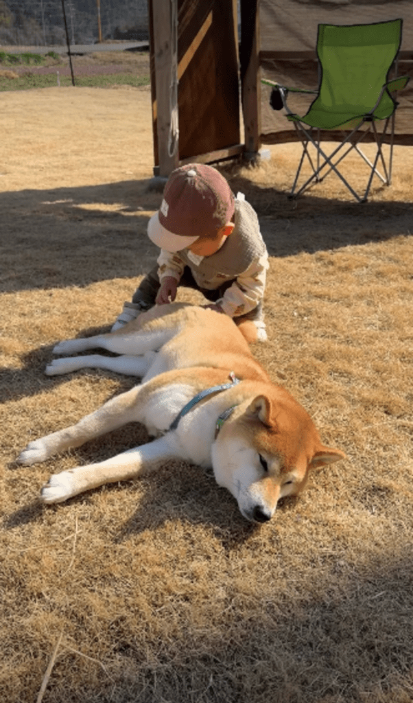 現在の息子さんとおてんとうまるくん⑥（＠shiba.otenさんより提供）