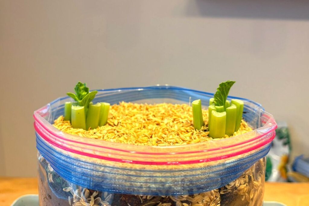 再生スタート2日目（@HACK1136さんより提供）