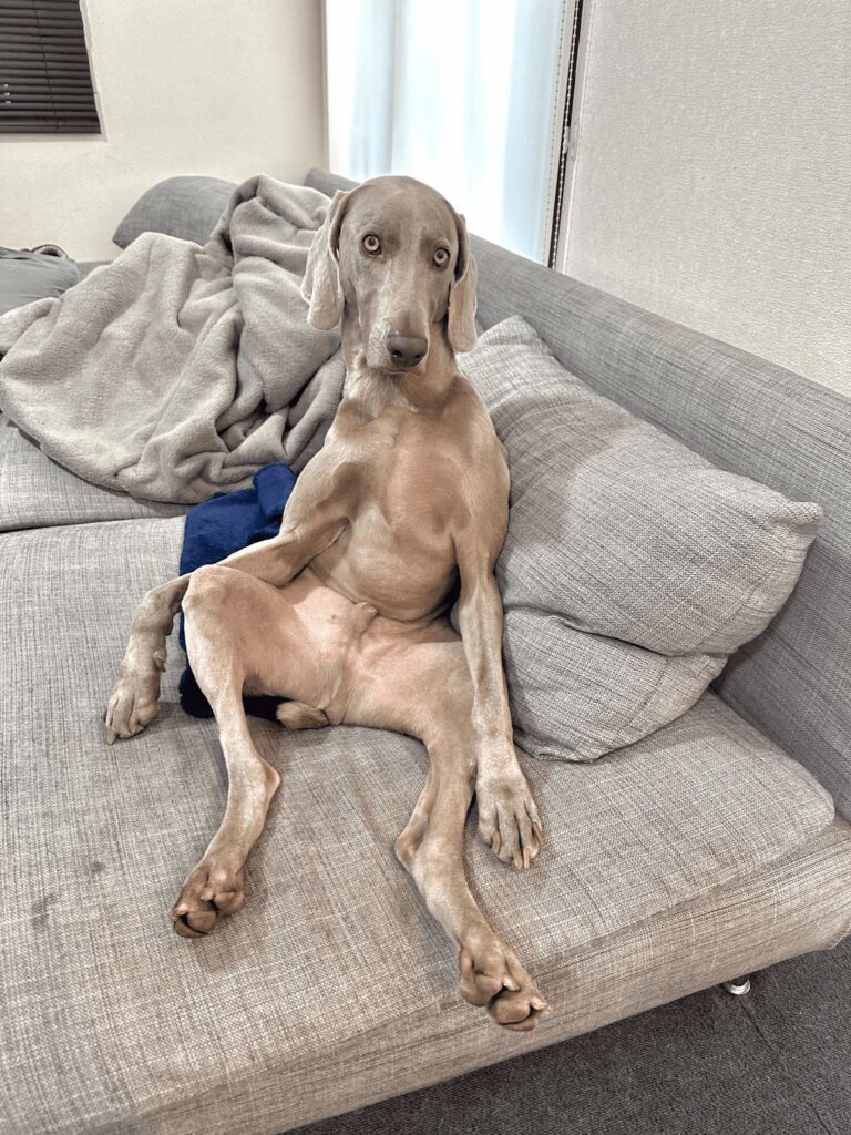 普段の様子③（＠lupiloa_weimさんより提供）