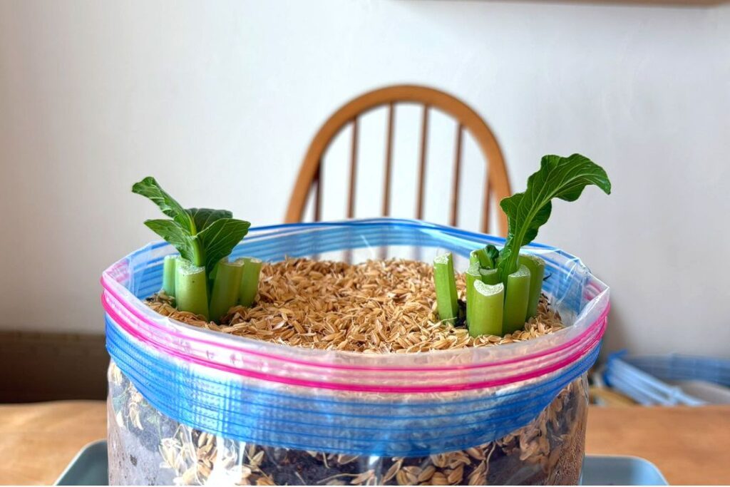 再生スタート4日目（@HACK1136さんより提供）