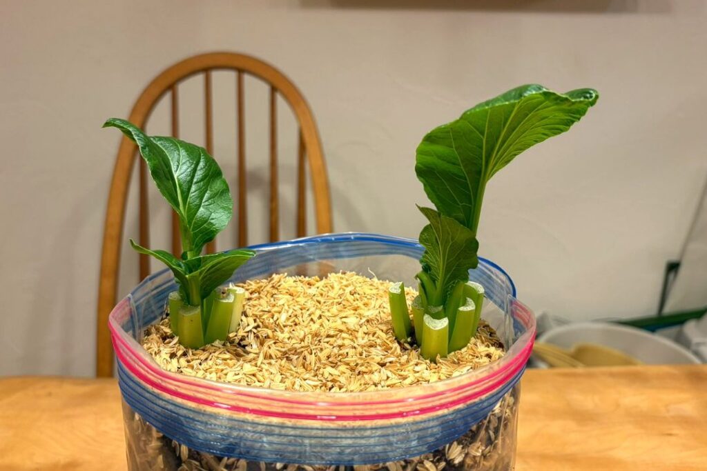 再生スタート8日目（@HACK1136さんより提供）