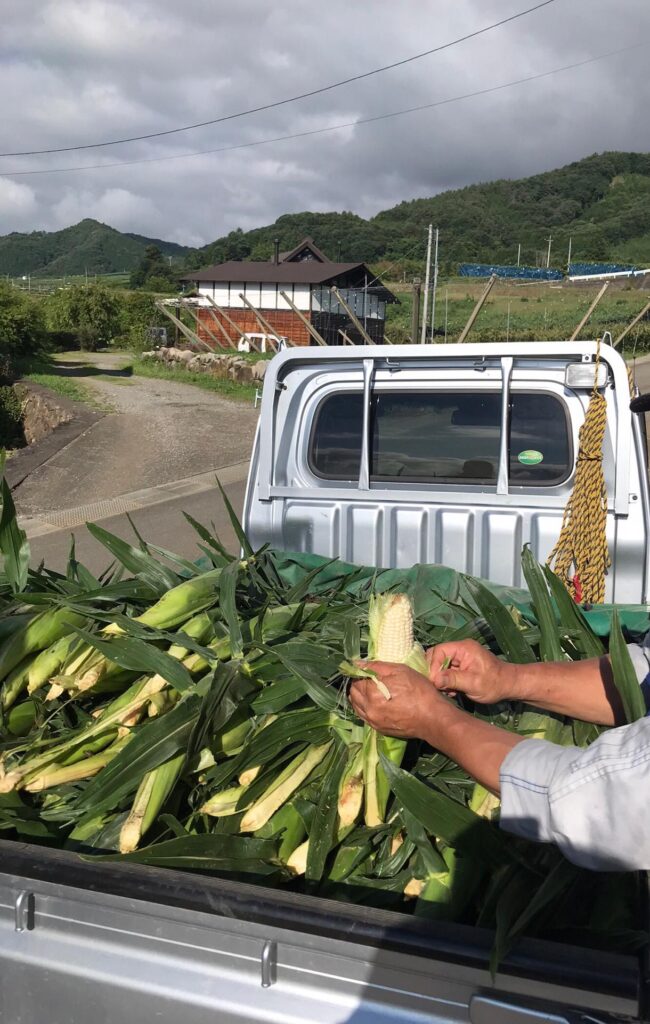 たくさんのとうもろこし（＠121canim121さんより提供）