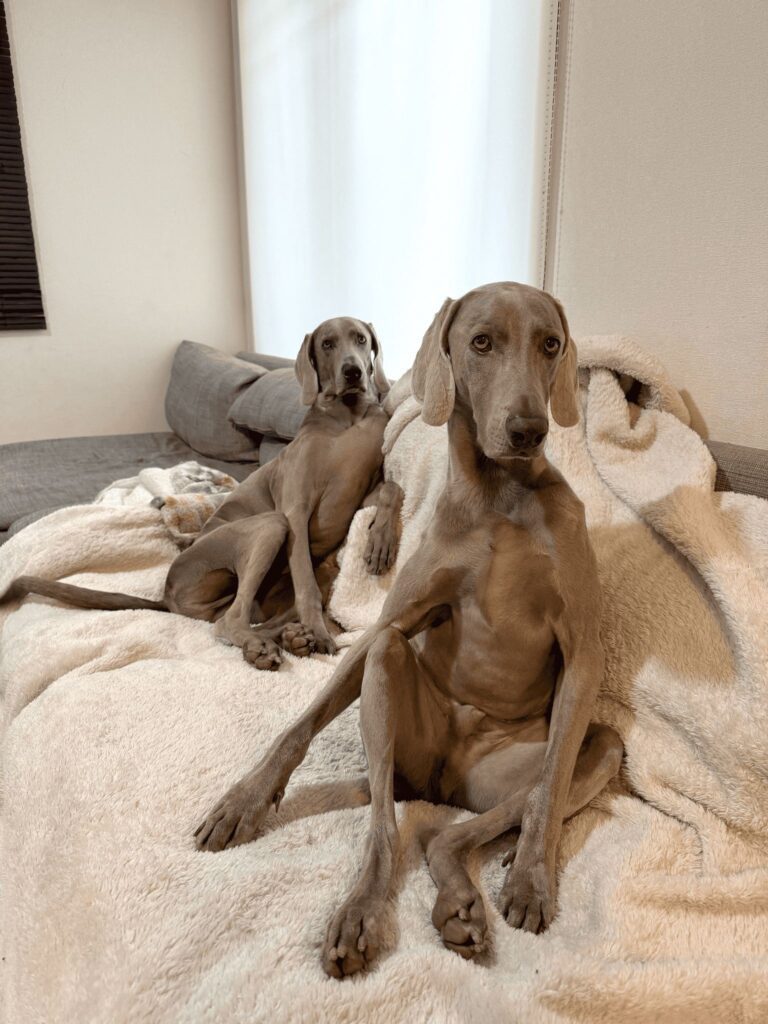 普段の様子①（＠lupiloa_weimさんより提供）