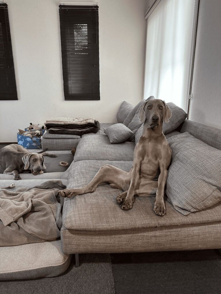 普段の様子②（＠lupiloa_weimさんより提供）