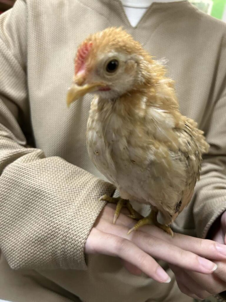 内緒で迎えたニワトリ①（@piiiichof.aさんより提供）