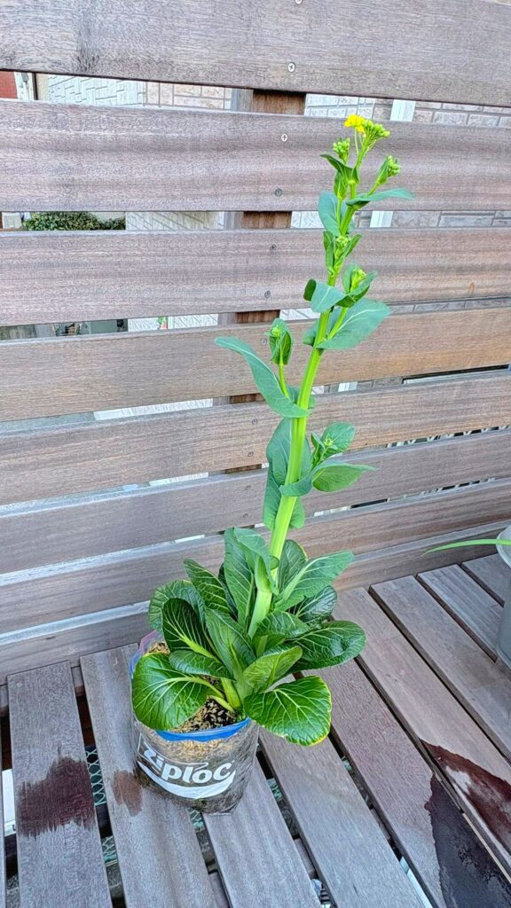 成長した小松菜（@HACK1136さんより提供）