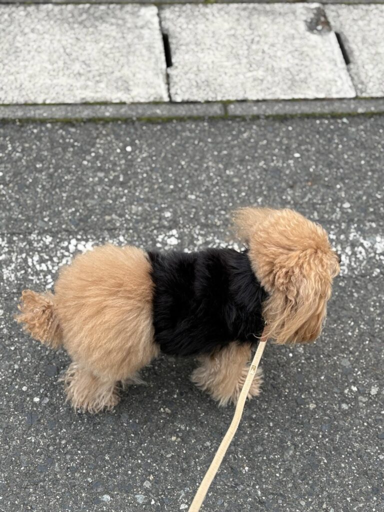 お散歩中の紅葉ちゃん（＠k1220b0408さんより提供）