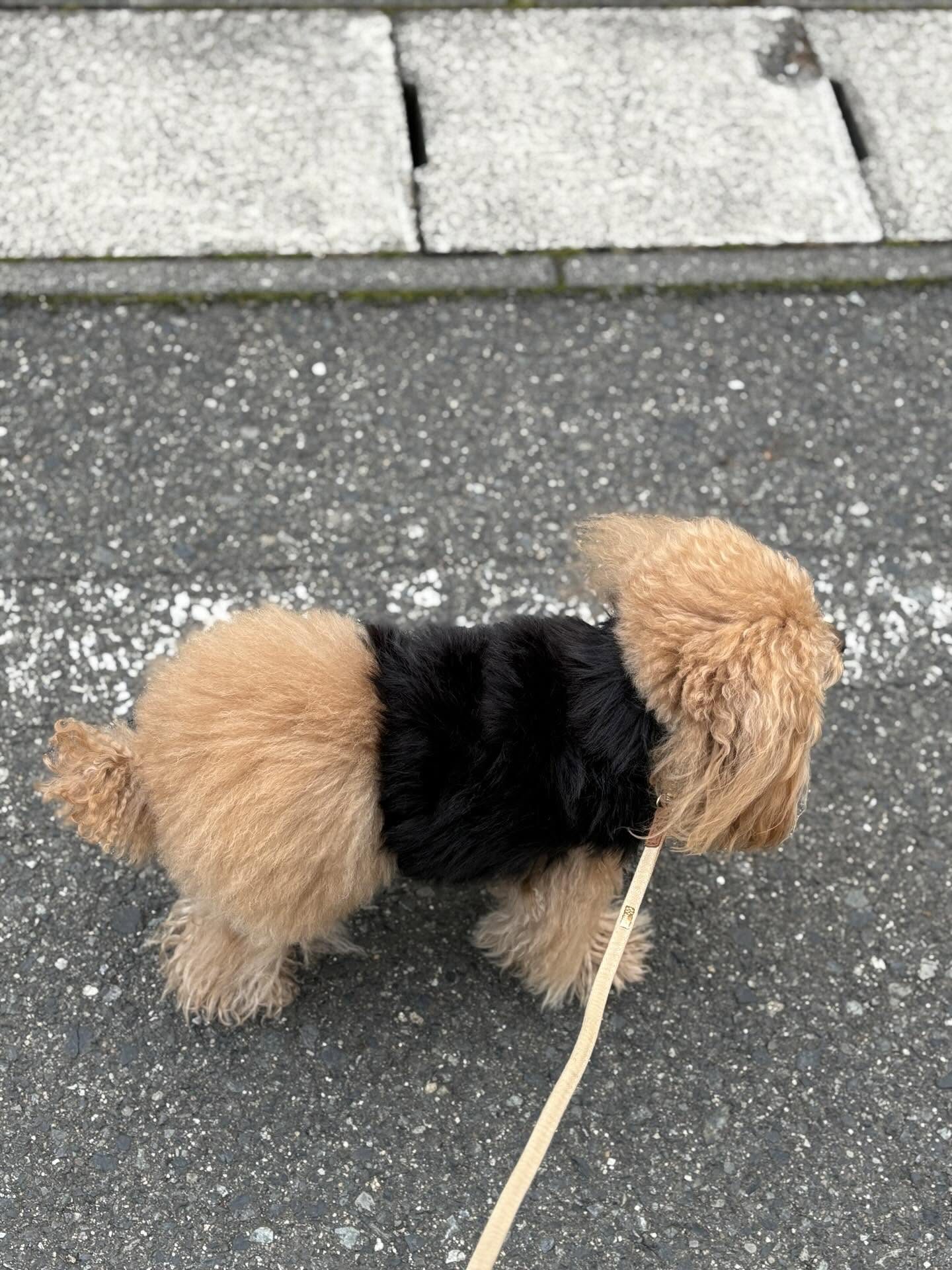 「まぁ変わった犬ね！」とお散歩中に声をかけられたワンちゃん。「これは確かに…！」と共感の声が寄せられた姿をよく見てみると…「同化してるわね！ww」「私も2度見する」