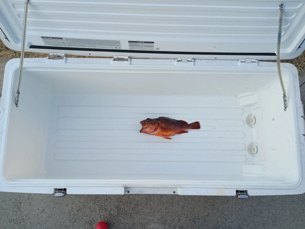 本日の釣果（＠ryoji.oiさんより提供）