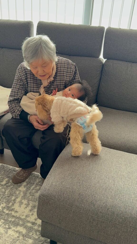 里帰りの様子①（＠maltipoo.churamiさんより提供）