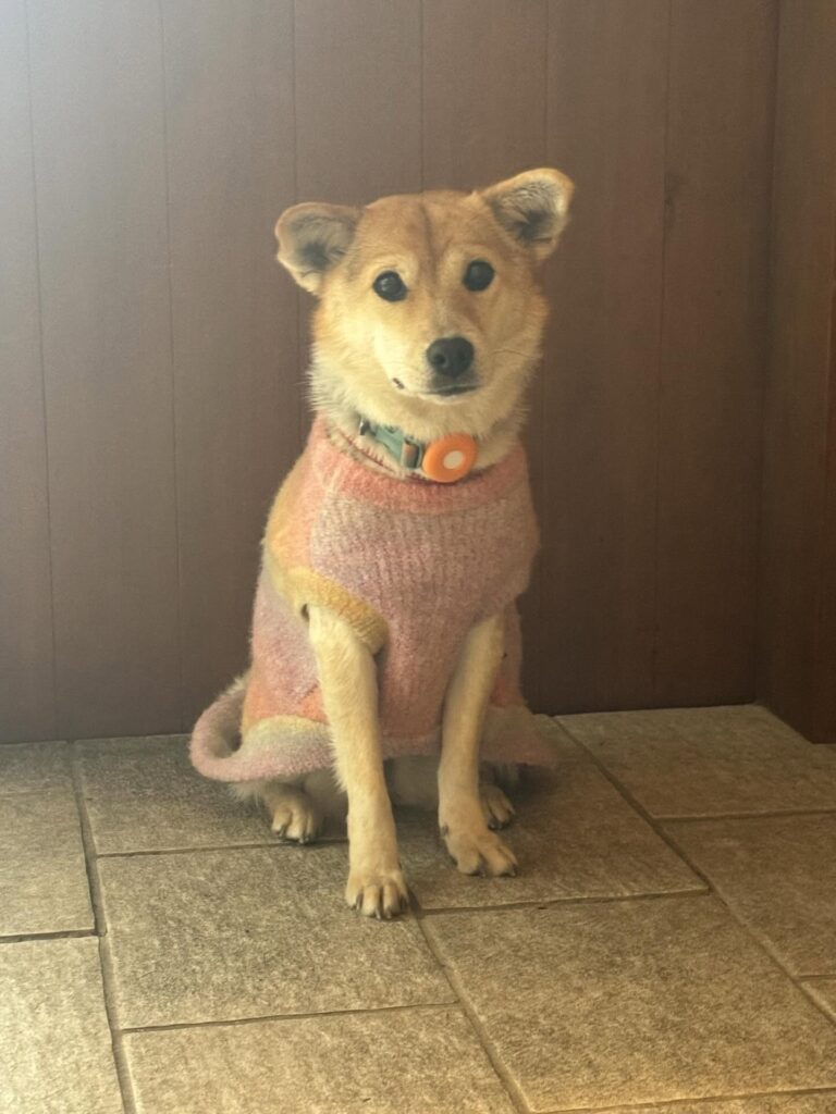 ふうちむっちーちゃん⑤（＠we.tookaholidayさんより提供）