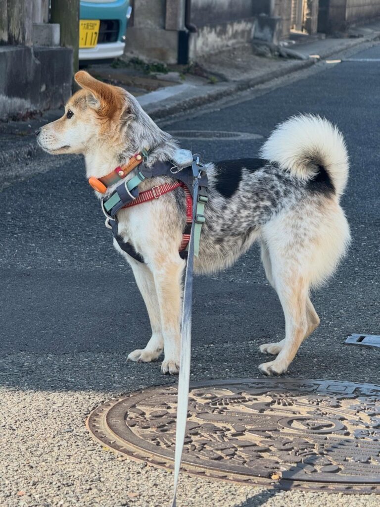 ふうちむっちーちゃん②（＠we.tookaholidayさんより提供）