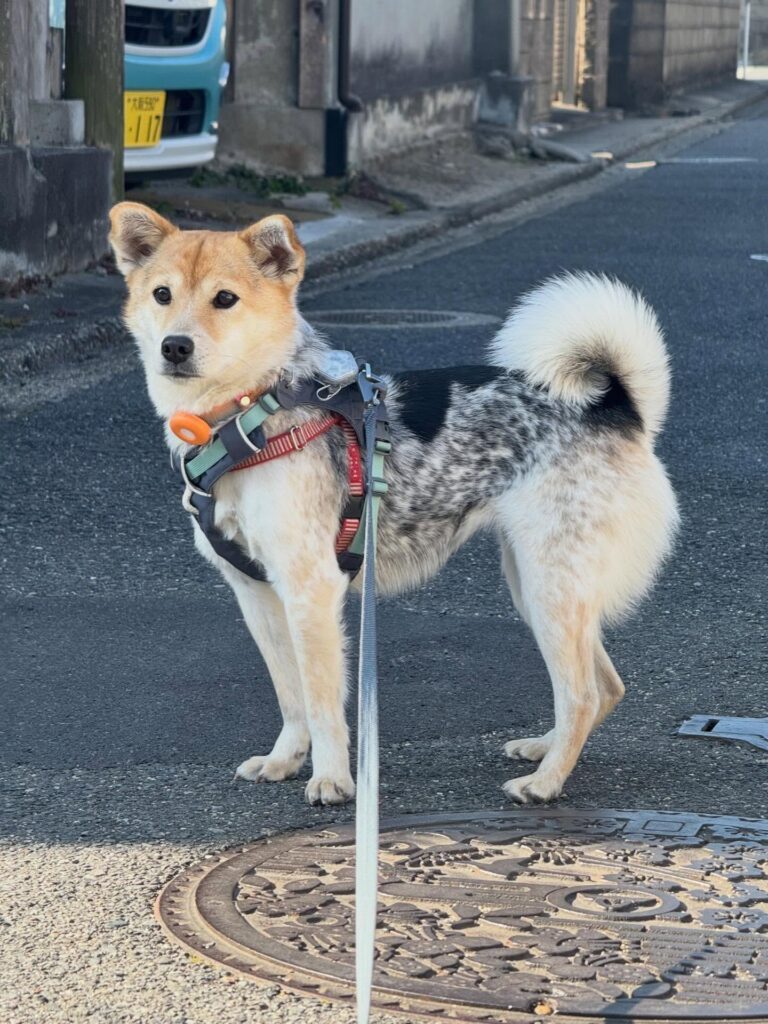 ふうちむっちーちゃん①（＠we.tookaholidayさんより提供）