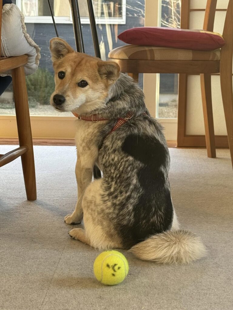 ふうちむっちーちゃん③（＠we.tookaholidayさんより提供）