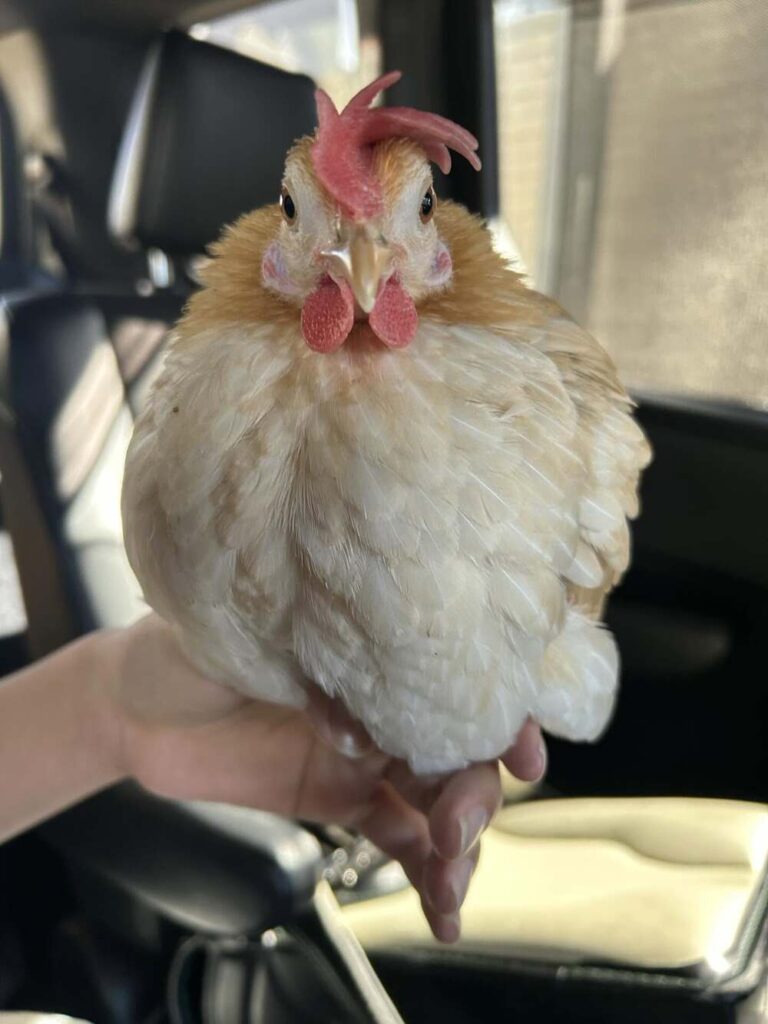 内緒で迎えたニワトリ⑥（@piiiichof.aさんより提供）