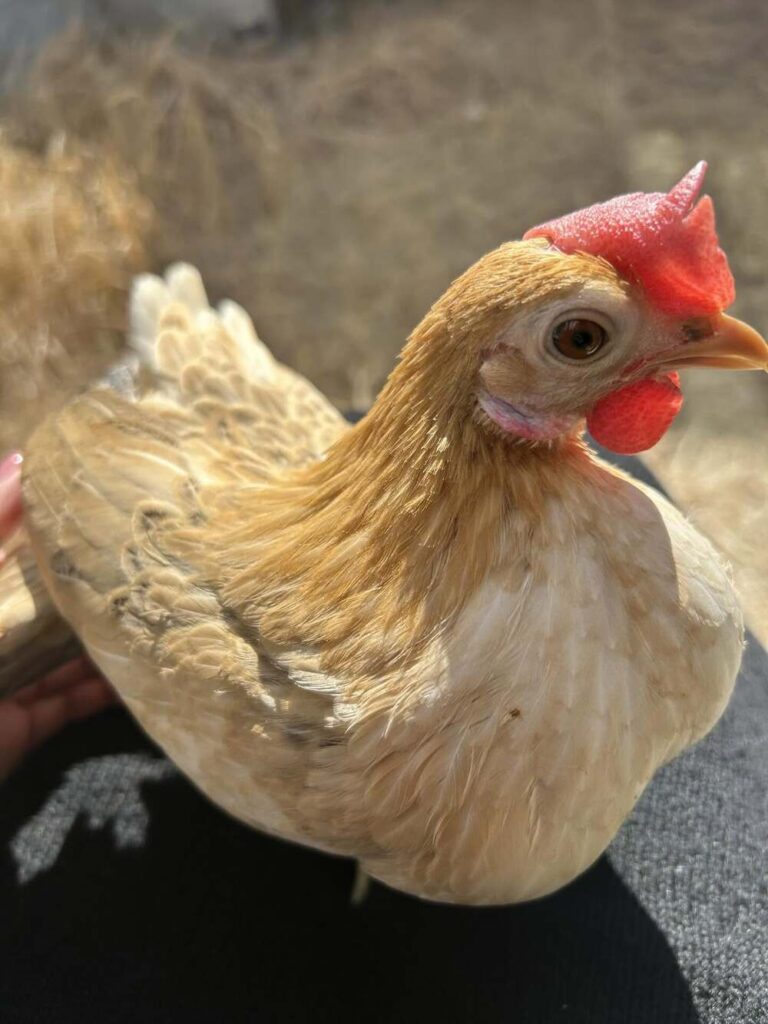 内緒で迎えたニワトリ⑦（@piiiichof.aさんより提供）