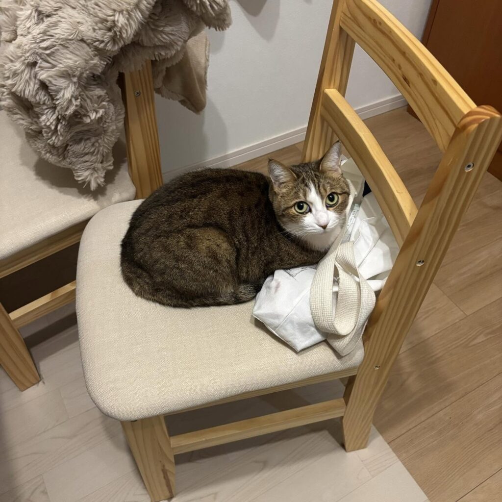 愛猫の普段の様子④（@mizuno_yuzenさんより提供）