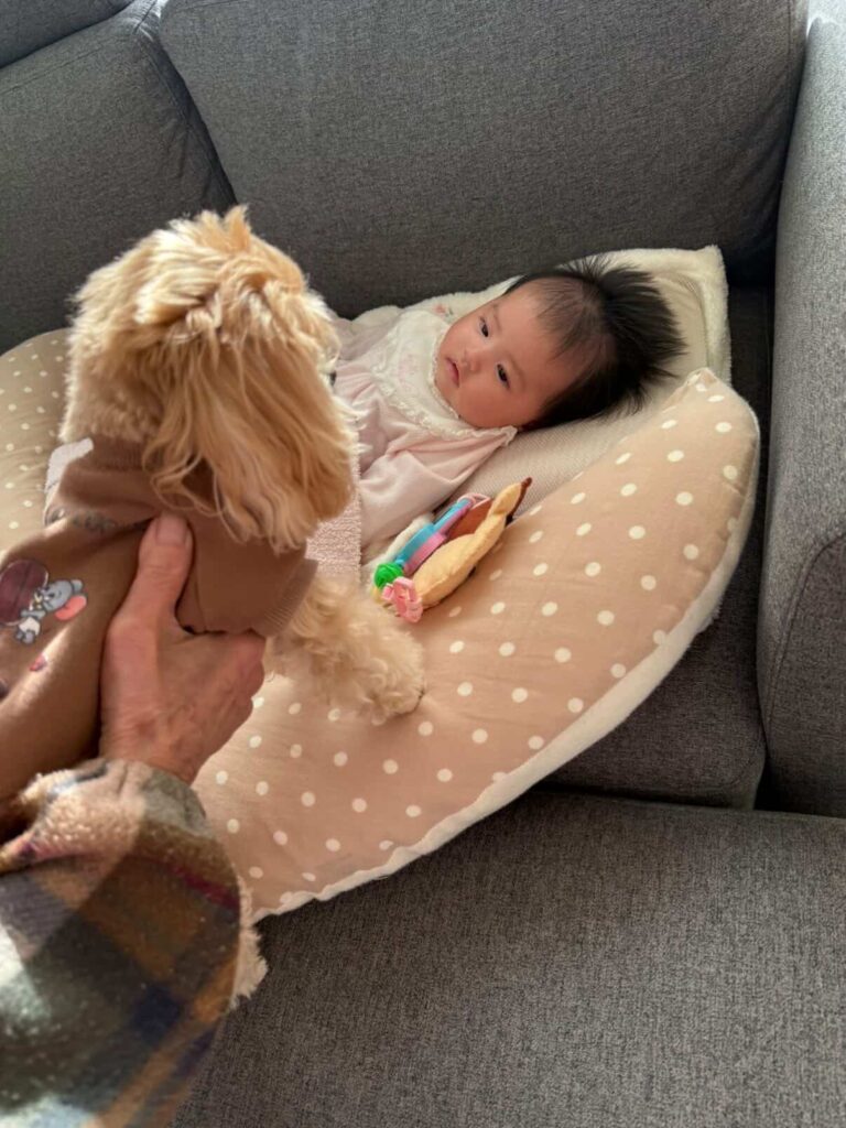 里帰りの様子②（＠maltipoo.churamiさんより提供）